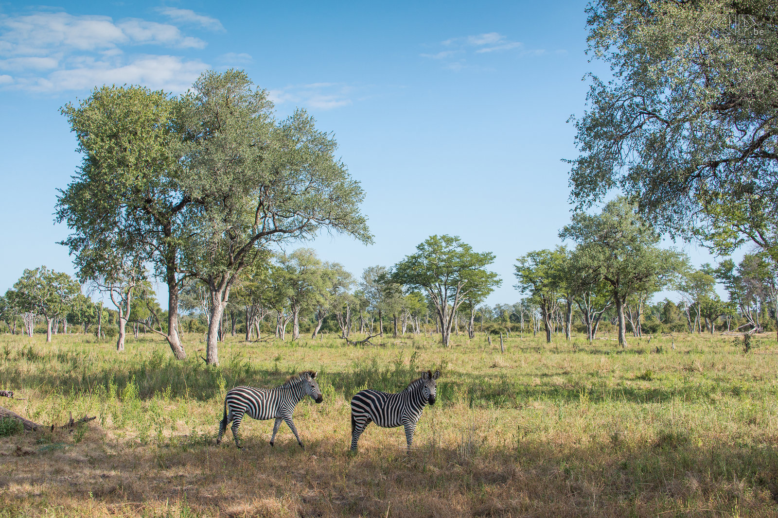 South Luangwa - Zebras  Stefan Cruysberghs